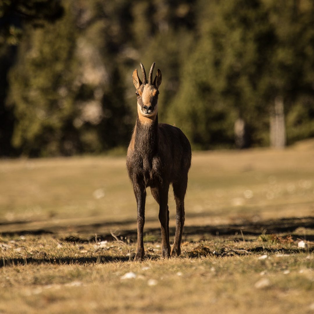 Vall de Lord
