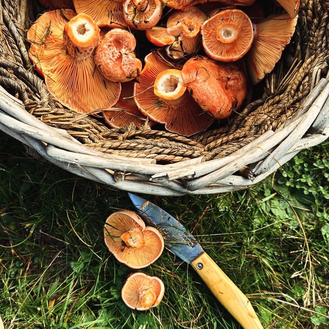 rovellons